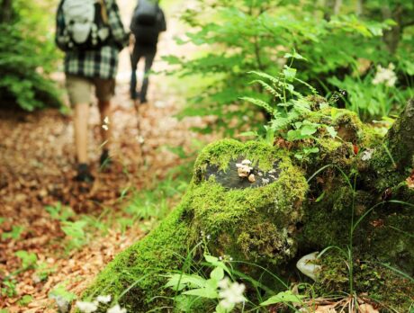 Coming Up: Step into 2021 with exhilarating ‘First Day Hike’