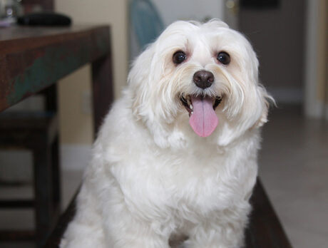 Bonz says teensy Emma and Molly are tons of fun
