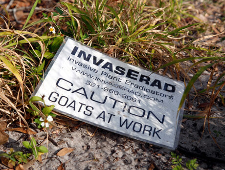 Eco-goats not ‘cost effective’ for clearing exotic vegetation