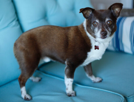 Bonz meets a happy-go-lucky sweetie named Petey