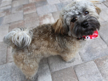 Bonzo’s new pint-sized pal Jag is tons of fun