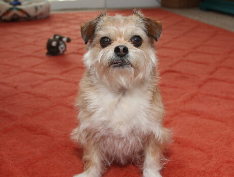 Bonz says adorable Archie was saved from a ruff life