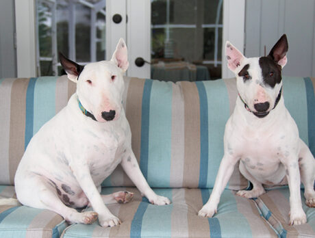 Bonz is Bull-ish on delightful sibs Esme and Arthur