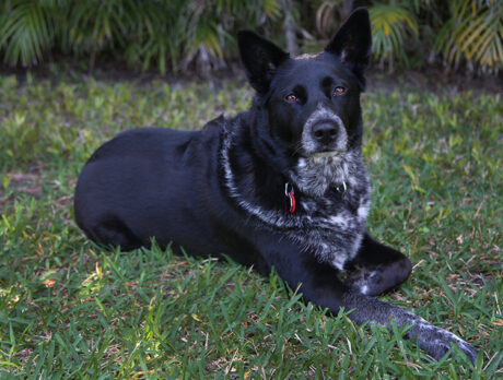 Bonzo’s new friend Juno is from far-away Fargo