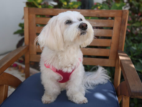 Bonzo says delightful Daisy is bloomin’ hilarious