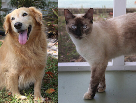 Bonz says (dog) Bentley and (cat) Kiki are best buds