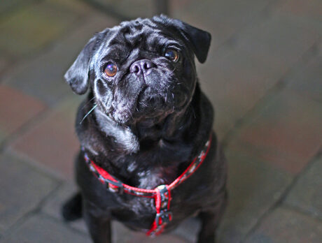Bonzo says ahoy to arrgh-some Pirate the pug