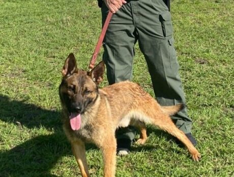 Sheriff’s K-9 dies after accidentally swallowing training aid