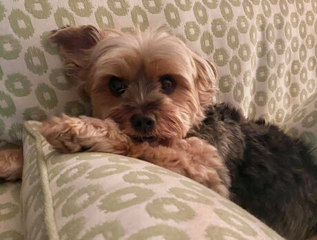Bonz says pooches don’t come any cool-ah than Nula