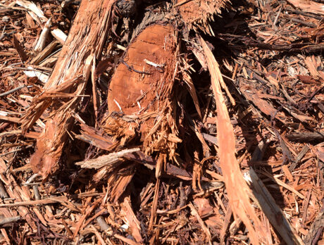 Island landowner cited for turning wooded tract into ‘moonscape’