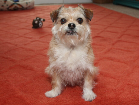 Bonz says Archie was rescued from a ruff life