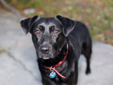 Bonz says newly adopted Coalie is now wholly happy