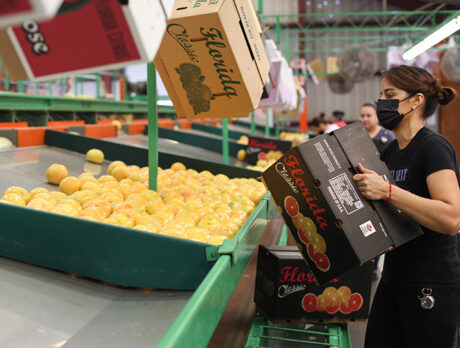 Supply-chain backups impact local citrus shipping as well