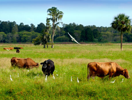 Accused cattle rustler’s criminal past