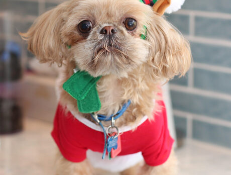 Bonz yaps with little Yoda, a super-sweet Shih Tzu