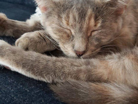Bonz meets a cool, cat-nappin’ tabby named Peppah!