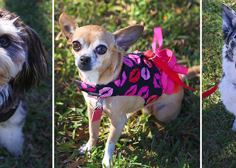 Bonz meets a bestie bunch: Peanut, Pepper and Sasha