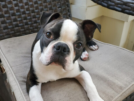 Bonzo says Wig scores big on the cuteness charts