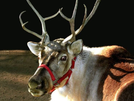 Bonz’s mystical, amazing meeting with Santa’s reindoe