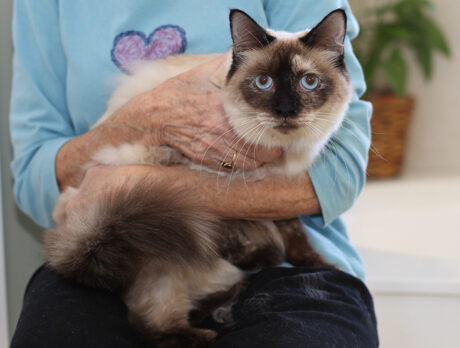 Bonzo meets Lacey, a shy but fascinating feline