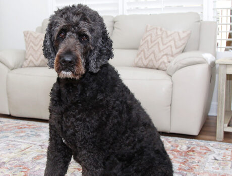 Bonz says awesome Ollie is large and in charge!