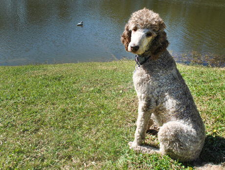 Bonz melts over magnificent Maggie, a Standard Poo