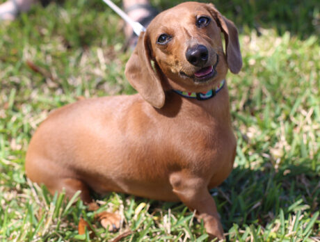 Bonz loves Lucy’s delightful, dachshund-ish demeanor