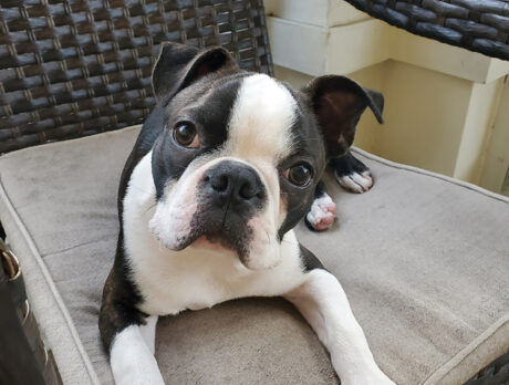 Bonzo says Wig scores big on the cuteness charts