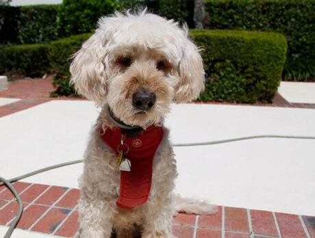 Bonz in awe of ageless Teddy, a Golden (oldie) Doodle