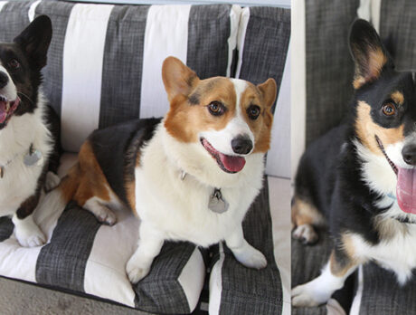 Conversing with cute Corgis was a royal treat for Bonz