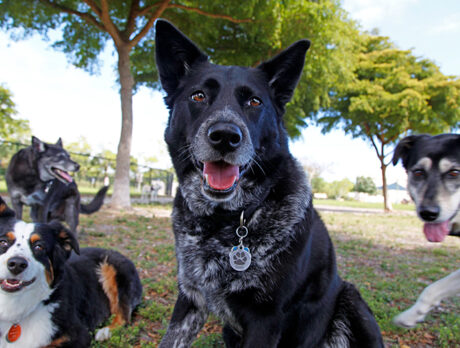 Expansion of City Marina will not impact island dog park
