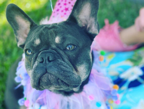 Bonzo makes a new bon amie: Ashley the Frenchie