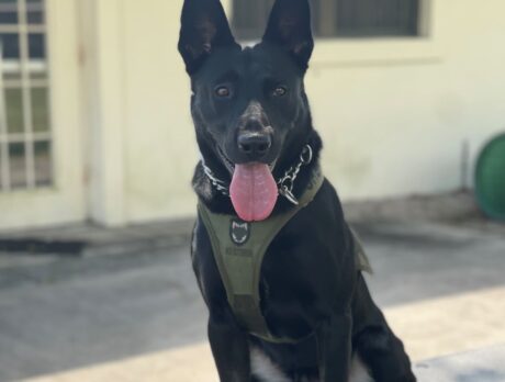 Man leads deputies on chase; found hiding in truck by sheriff’s K-9