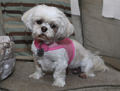 Bonz says Shih Tzu Frankie Pearl’s a precious little girl