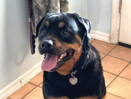 Bonz says there’s ‘Rotts’ to like about cool Koko
