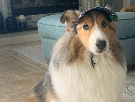 Bonzo says Rider the therapy Sheepdog is a real trip!