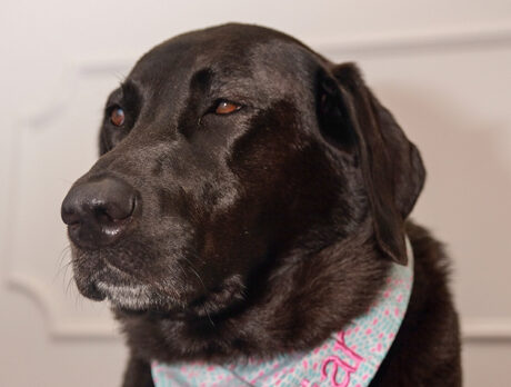 Bonzo’s heart afire after meeting fab lab Briar