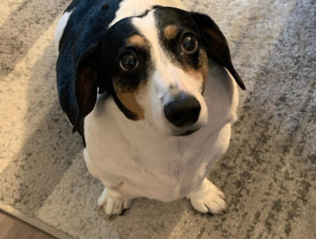 Bonz says it’s a wonderful life for lovable li’l Louie