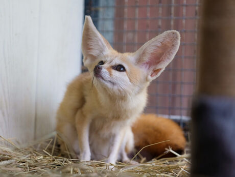 Bonz says Critter Haven features amazing creatures