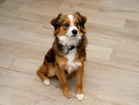Bonz: Happy-go-lucky Ronnie is one pup-ular pooch