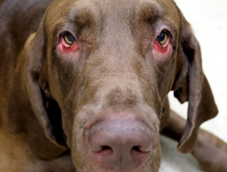 Shelter pets finding fur-ever homes warms Bonz’s heart