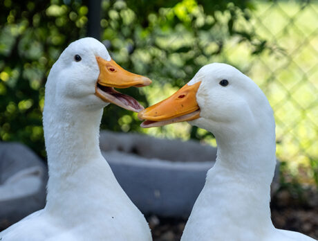Waddle you know? Bonz makes friends with duck duo