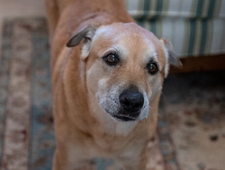 Loving family saved Bonz’s bud Mack from ruff situation