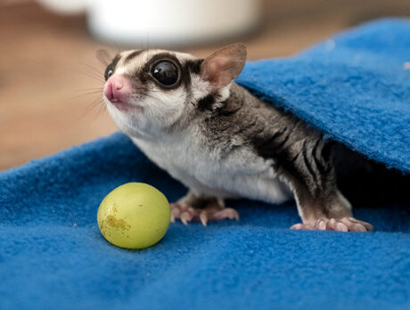 It’s ‘Mission: Possum’ as Bonz meets Jerry Biscuits