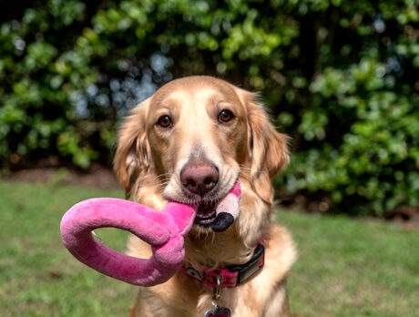 Bonz meets Miss Murphy, a pretty (and peppy) puppy
