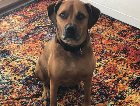 Bonz goes silly for Miss Philly, a delightful rescue