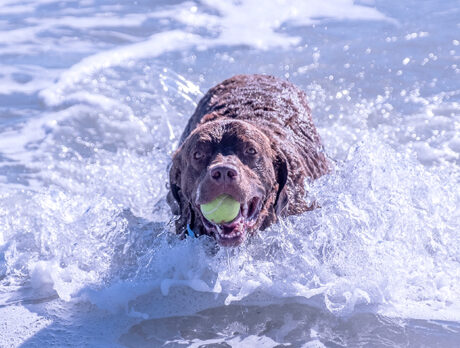 Bonz: No trouble communicating with ‘Cool Paw Luke’