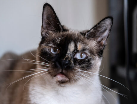 Kiko and Lilly Belle thriving after surviving by a whisker