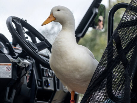 Bonz befriends dog-and-duck buds Presley and Indy