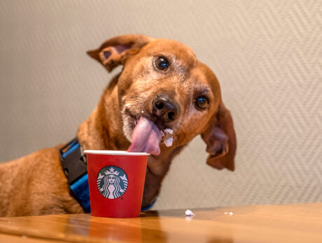 There’s nothing semi about Remi – he’s totally cool!
